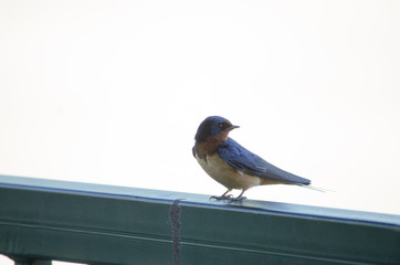 Barn Swallow on a Railing