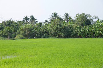 Asian Open-billed, thailand bird