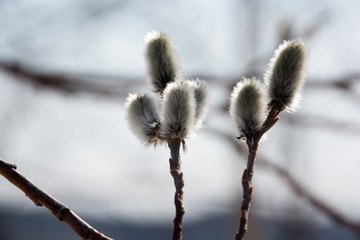 ネコヤナギの花