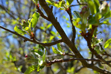 Springtime Buds