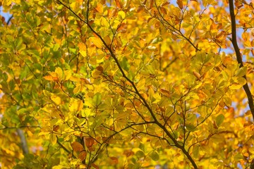 Beautiful golden beech leaves background