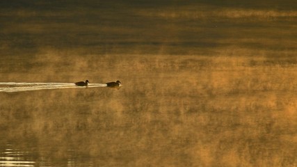 気嵐に包まれた朝の千丈寺湖をおよぐカルガモ