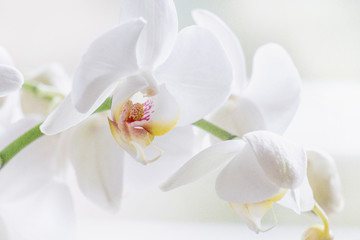 Naklejka na ściany i meble Weiße Orchidee (orchidaceae phalaenopsis)