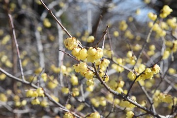 The spring scent Wintersweet is in full bloom
