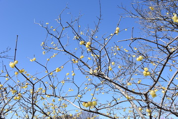 The spring scent Wintersweet is in full bloom