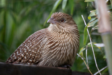 Pheasant Coucal