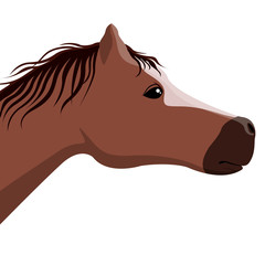 Isolated horse head image. Vector illustration design
