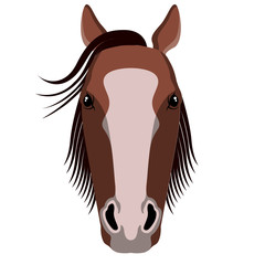 Isolated horse head image. Vector illustration design