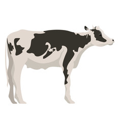 Isolated cute cow image. Vector illustration design