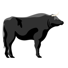 Isolated cute bull image. Vector illustration design