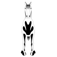 Front view of a horse. Silhouette. Vector illustration design