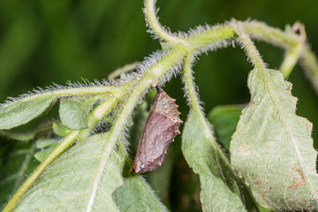 Grey Pansy (Junonia atlites) pupa