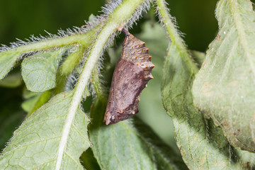 Grey Pansy (Junonia atlites) pupa