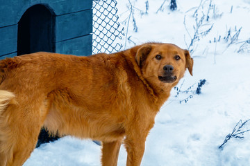 Beautiful red dog on the background of snow guards its territory, standing near his house