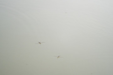 Water spiders on the water