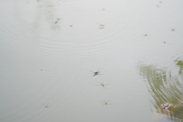 Water spiders on the water
