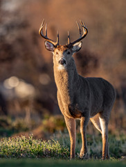 Obraz premium White Tailed Deer Buck