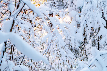 Beautiful winter landscape. Snow-covered branches of bushes in the light of sunset, can be used as a background or texture