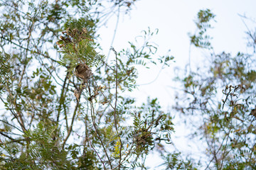 Beautiful leaves and branches