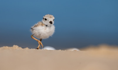 Piping Plover 
