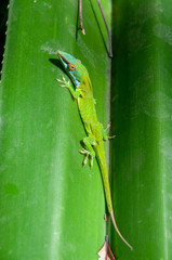 Fototapeta premium Allison's Anole on a Leaf