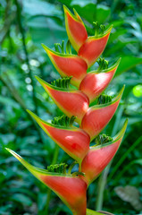 Heliconia Blossom