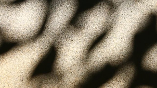 Leaves  and sword shadow on the wall, Chiangmai  Thailand