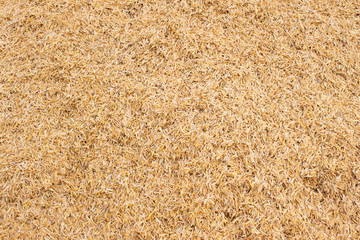 Rice hulls texture background. Rice hulls as fuel.