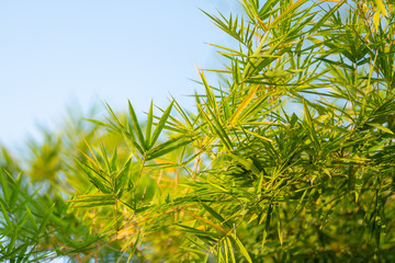 Bamboo trees and bamboo branches
