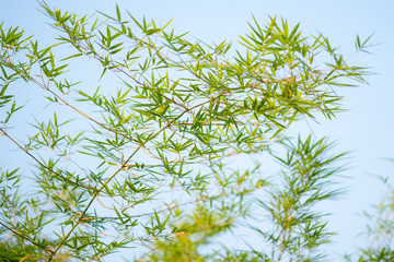 Bamboo trees and bamboo branches
