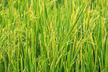Fototapeta na wymiar Water drops on the leaves of rice in the field and is soon up to the seed harvest.