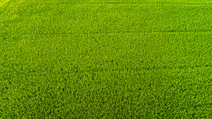 close up Rice field