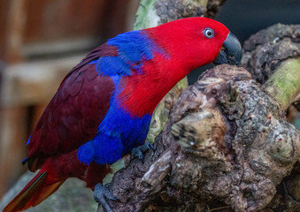 Female Eclectus Parrot