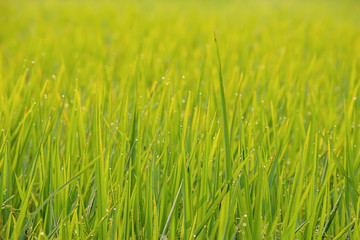 Water drops on the leaves of rice in the field