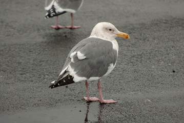 Obraz premium SeaGull