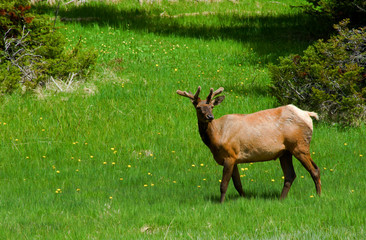 Spring Elk in Yellowstone
