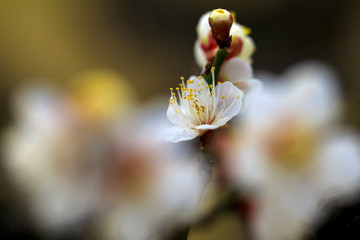 梅の花