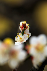 梅の花