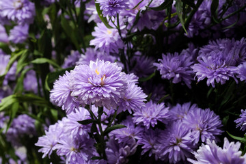 Fototapeta premium Beautiful purple flowers