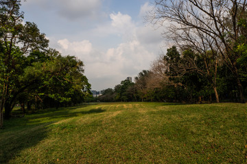 Fototapeta na wymiar Landscape of tree in the park