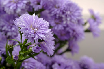 Beautiful purple flowers