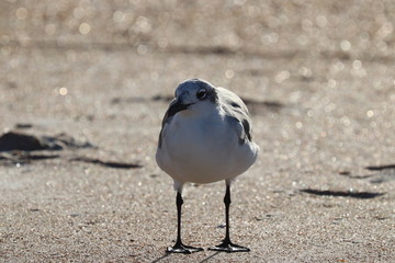 Bird on the Beach