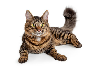 Brown and Black Striped Mediumhair Tabby Cat