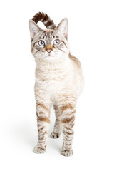 Cat White With Brown Stripes Standing Isolated