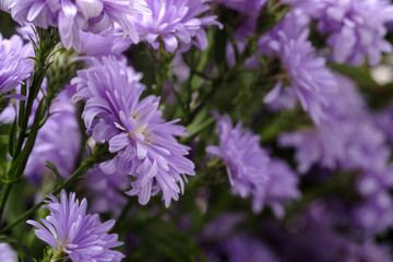 Beautiful purple flowers