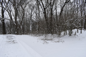 Obraz premium winter landscape with trees and road in winter