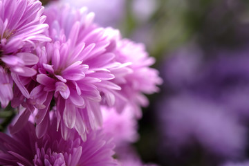 Beautiful purple flowers