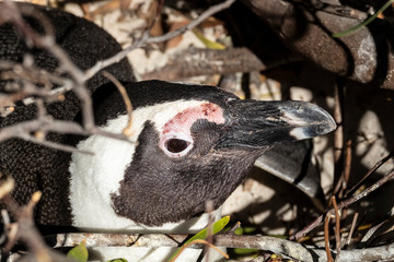 Penguin resting in his nest