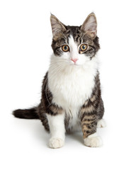 Domestic Cat Tabby and White Sitting Looking Forward