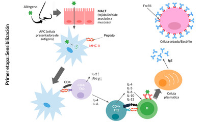 Hipersensibilidad Tipo I (Alergia)